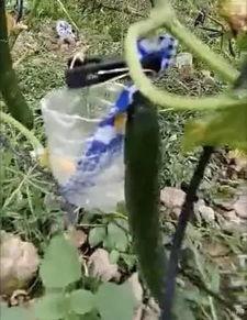 礼县吃瓜网红事件视频,一场网络狂欢背后的真相揭秘