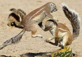 吃瓜松鼠区揭秘,趣味横生的动物世界一瞥