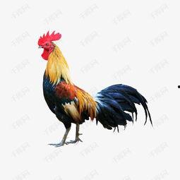 河南网红公鸡图片大全集,萌态百态，魅力四射的乡村风采