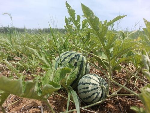 合肥安工商吃瓜