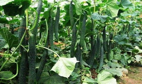 白玉瓜什么季节吃最好,秋季鲜甜上市