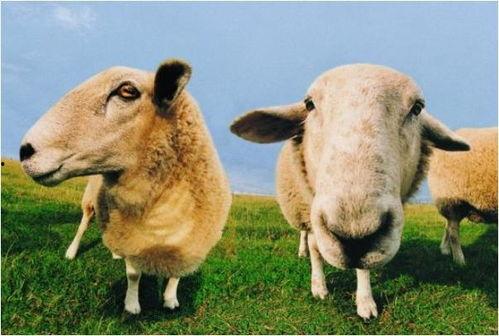 吃瓜的羊不是阳,阳的另类诠释与趣味解读